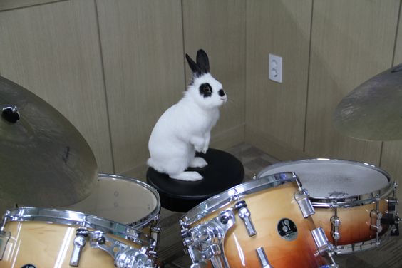 a little bunny sits behind a drumset
